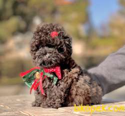 Toy Poodle Çikolata Chocolate Teacup Yavrumuz 2