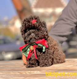 Toy Poodle Çikolata Chocolate Teacup Yavrumuz 1