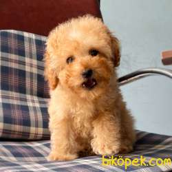 Toy Poodle Disi Safkan Asili Pasaportlu Eğitimli Yavrumuz 1