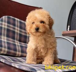 Toy Poodle Disi Safkan Asili Pasaportlu Eğitimli Yavrumuz 4