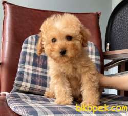 Toy Poodle Disi Safkan Asili Pasaportlu Eğitimli Yavrumuz 2
