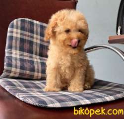 Toy Poodle Disi Safkan Asili Pasaportlu Eğitimli Yavrumuz 3