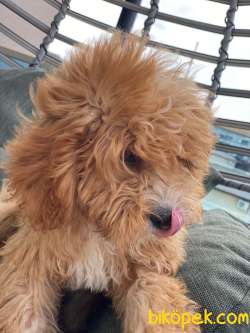 Toy Poodle Erkek 1