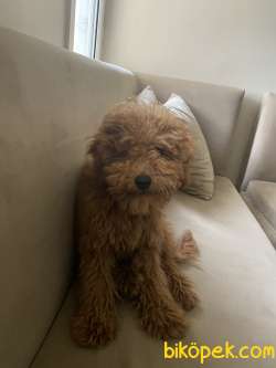 Toy Poodle Erkek 4