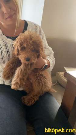 Toy Poodle Erkek 3