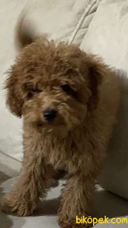 Toy Poodle Erkek 1