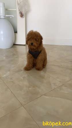 Toy Poodle Erkek 2