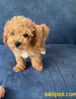 Toy Poodle Erkek 3 Aylık 4