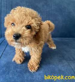 Toy Poodle Erkek 3 Aylık 1