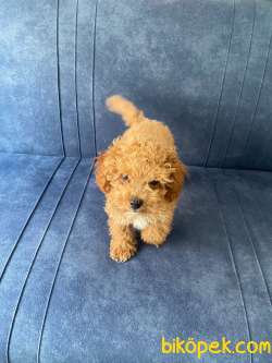 Toy Poodle Erkek 3 Aylık 5