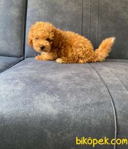 Toy Poodle Erkek 3 Aylık 3