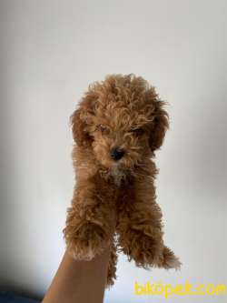 Toy Poodle Erkek 3 Aylık 2