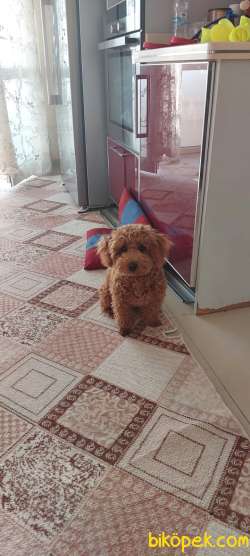 Toy Poodle Erkek 7 Aylık Kopek 3