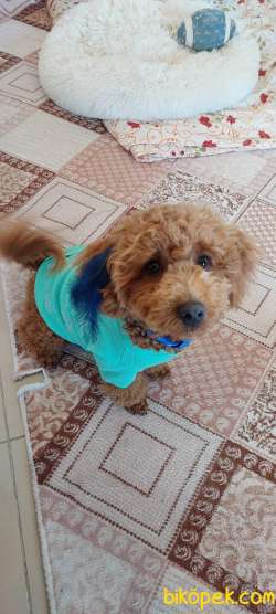 Toy Poodle Erkek 7 Aylık Kopek 1