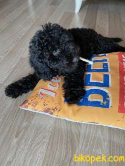Toy Poodle Gece 5