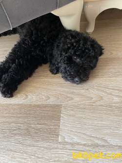 Toy Poodle Gece 1