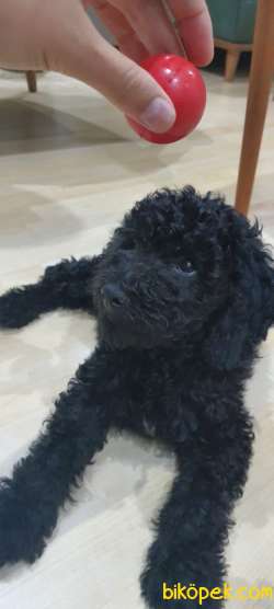 Toy Poodle Gece 3