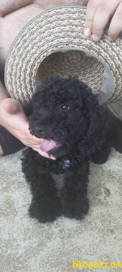 Toy Poodle Gece 4