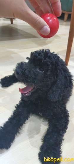 Toy Poodle Gece 2