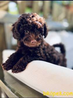 TOY POODLE HARİKA 4 Aylık KAHVERENGİ YAVRULAR 2