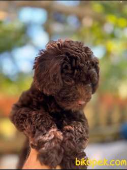 TOY POODLE HARİKA 4 Aylık KAHVERENGİ YAVRULAR 3