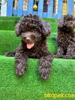 TOY POODLE HARİKA 4 Aylık KAHVERENGİ YAVRULAR 4