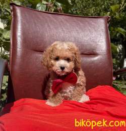 Toy Poodle Her Renk Disi Erkek Yavrularımız 2