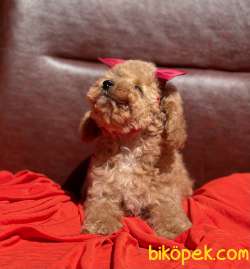 Toy Poodle Her Renk Disi Erkek Yavrularımız 5