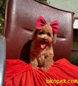 Toy Poodle Her Renk Disi Erkek Yavrularımız 1