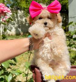 Toy Poodle Her Renk Disi Erkek Yavrularımız 4