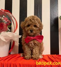 Toy Poodle Her Renk Disi Erkek Yavrularımız 2