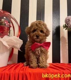 Toy Poodle Her Renk Disi Erkek Yavrularımız 1