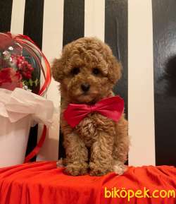 Toy Poodle Her Renk Disi Erkek Yavrularımız 4