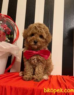 Toy Poodle Her Renk Disi Erkek Yavrularımız 3
