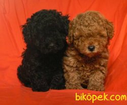 Toy Poodle Her Renk En Ufak Boy Yavrularımız 2