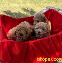 Toy Poodle Her Renk Mikrocipli Belgeli Yavrular 1