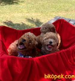 Toy Poodle Her Renk Mikrocipli Belgeli Yavrular 2