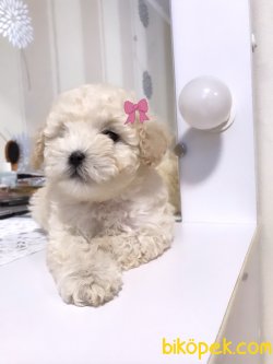 Toy Poodle Her Renk Oyuncak Tip Yavrularımız 2