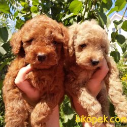 Toy Poodle Her Renk Oyuncak Tip Yavrularımız 1