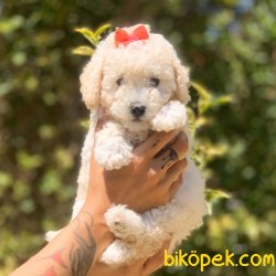 Toy Poodle Her Renk Safkan Yavrularımız 2