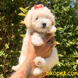 Toy Poodle Her Renk Safkan Yavrularımız 1