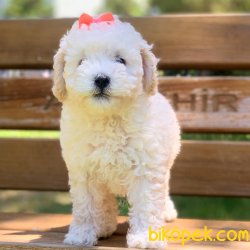 Toy Poodle Her Renk Safkan Yavrularımız 3