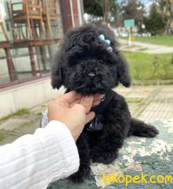 Toy Poodle Her Renk Teacup Safkan Çipli Belgeli Yavrular 5