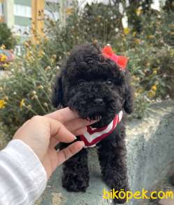 Toy Poodle Her Renk Teacup Safkan Çipli Belgeli Yavrular 2