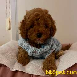 Toy Poodle Her Renk Teacup Safkan Çipli Belgeli Yavrular 1