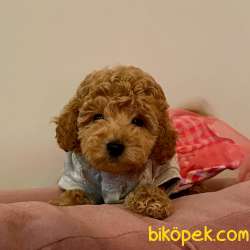 Toy Poodle Her Renk Teacup Safkan Çipli Belgeli Yavrular 3