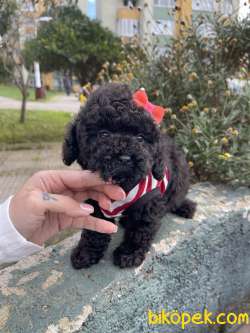 Toy Poodle Her Renk Teacup Safkan Çipli Belgeli Yavrular 4