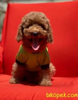 Toy Poodle Her Renk Yavrular En Kaliteli Yavrular En Uygun Fiyat 1