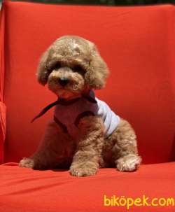 Toy Poodle Her Renk Yavrular En Kaliteli Yavrular En Uygun Fiyat 5