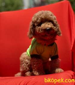 Toy Poodle Her Renk Yavrular En Kaliteli Yavrular En Uygun Fiyat 3